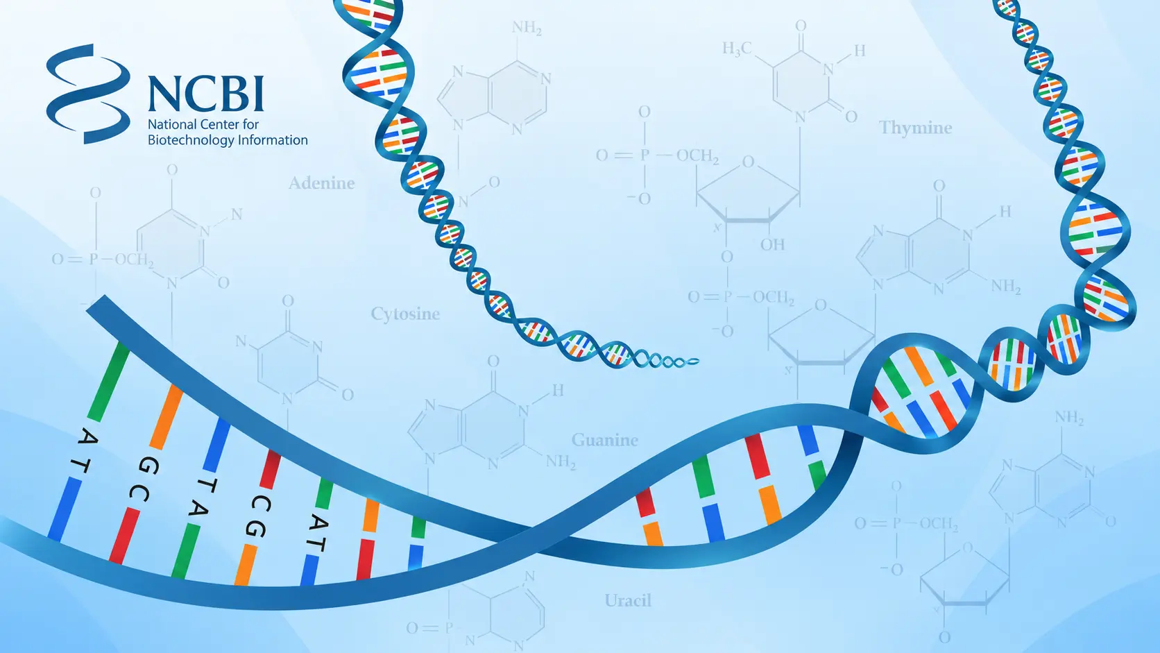 What Does NCBI BLAST Do? The Most Common Uses in Molecular Biology